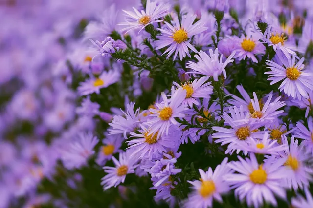 Flora ( Version Voile Arrière )