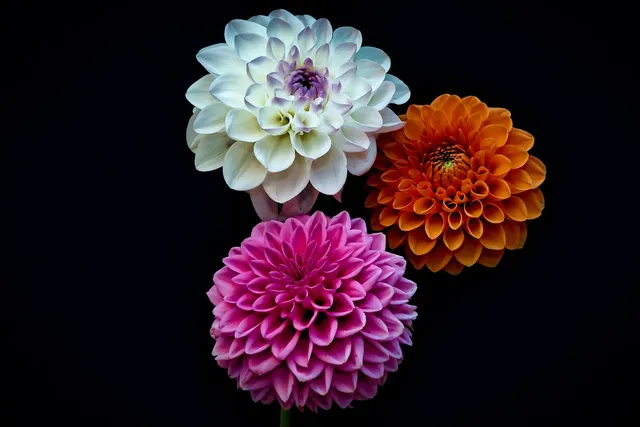 Flora ( Version Voile Arrière )